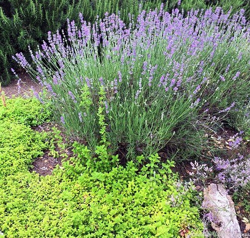 Creeping Golden Marjoram and Sarah Lavender