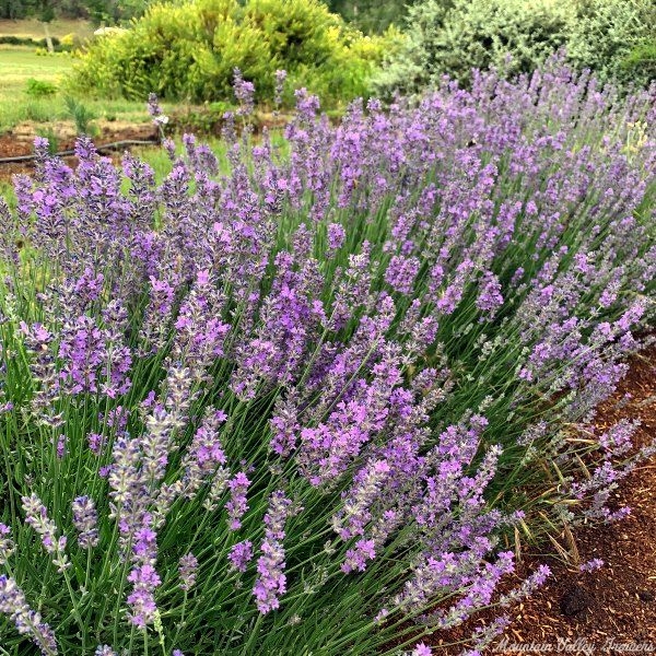 Beautiful row of Sarah Lavender in bloom