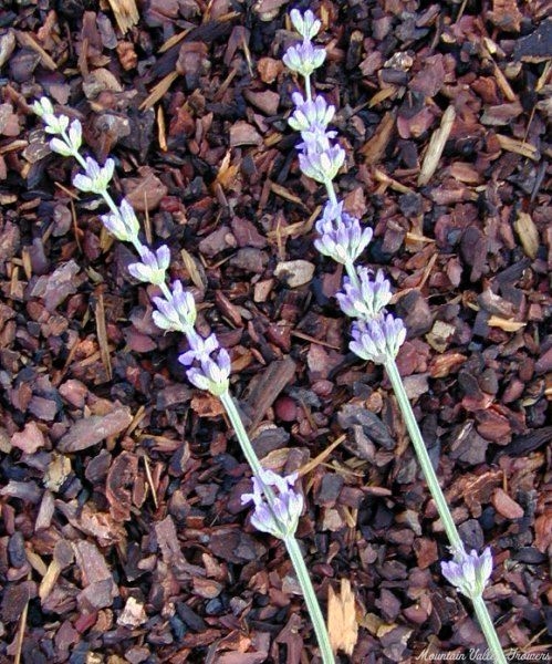 Lovely Lavender Vera Wands