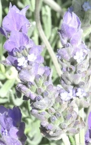 French lavender flowers.
