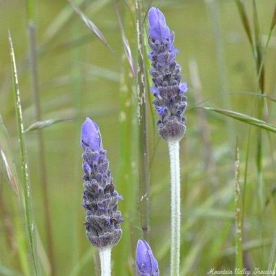 French Lavender