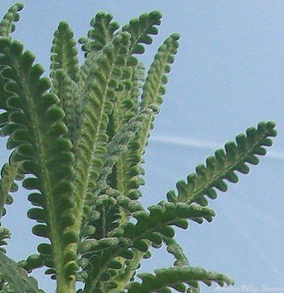 The dented leaves of French Lavender