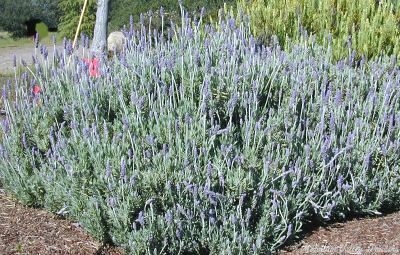 Massive French Lavender in Bloom