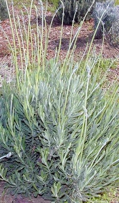 Lavandula heterophylla Sweet Lavender image