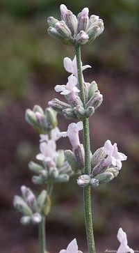 lavandula angustifolia jean davis