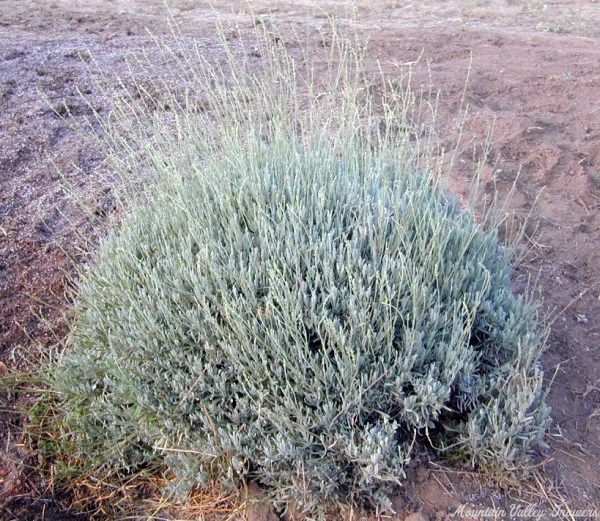 Woolly Lavender getting ready to bloom