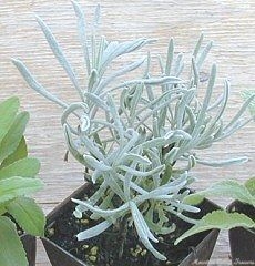 Woolly Lavender in Pot