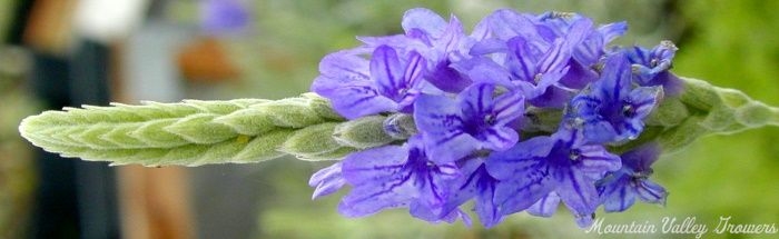 Whorled flower of Pinnata Lavender