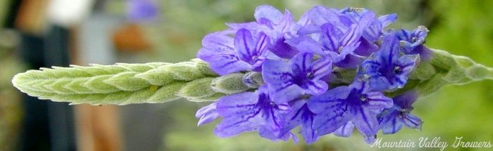 2 Live French Lavender Plants Flower Purple Lavender Plant, 4 Inch Pot for  Planting, Ready to Plant