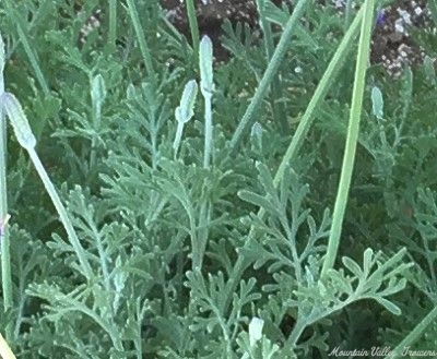 Unique leaves set Pinnata Lavender apart