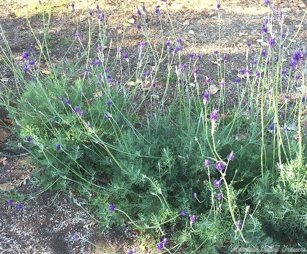 Pinnata Lavender blooms in October