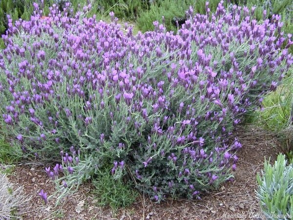 Spanish lavender blooming in spring