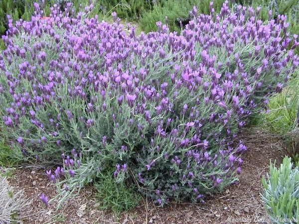 Spanish lavender + cvs - Waterwise Garden Planner