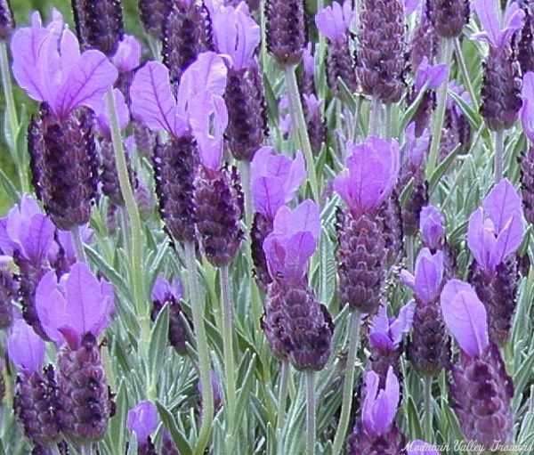 Spanish Lavender blooms