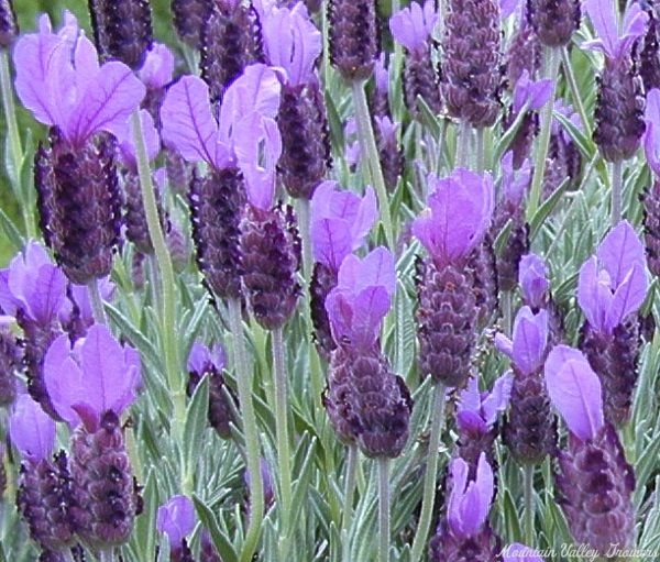 Lavender