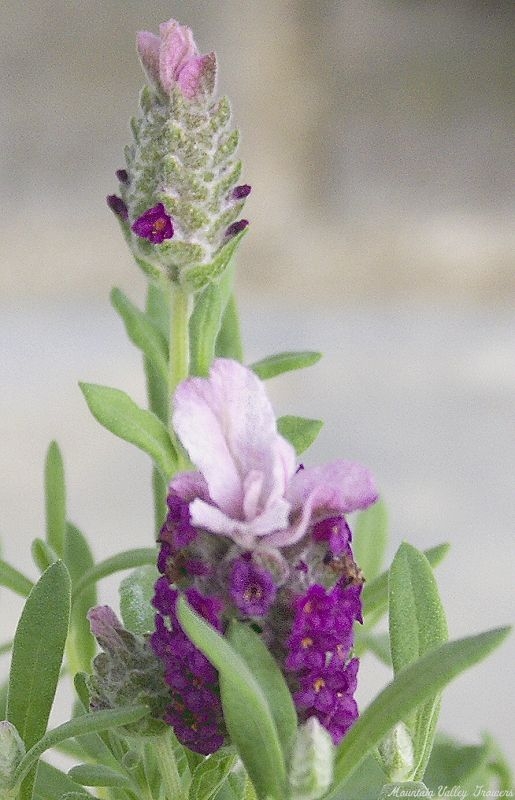 Kew Red Spanish Lavender flowers