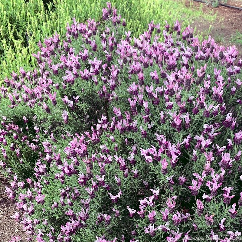 Kew Red Spanish Lavender with Orchid Rockrose