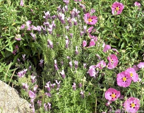 Kew Red Spanish Lavender with Orchid Rockrose