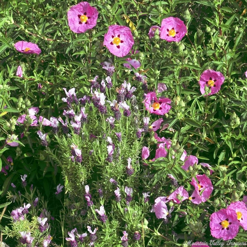 Kew Red Spanish Lavender with Orchid Rockrose