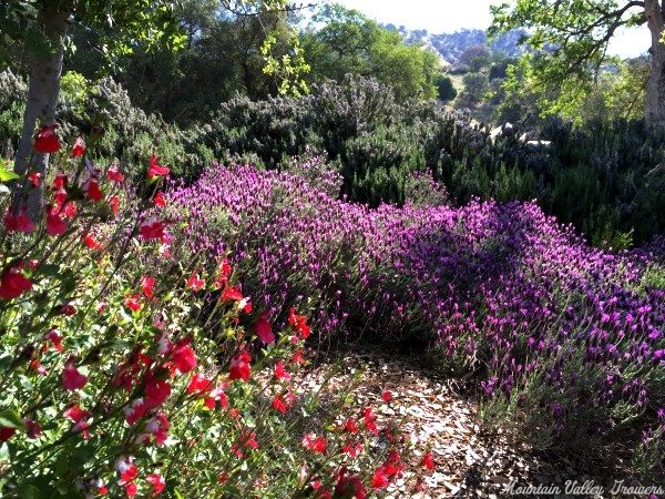 20 year old Spanish Lavender and Hot Lips Salvia