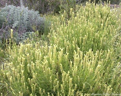 Yellow Lavender naturalized in our field 