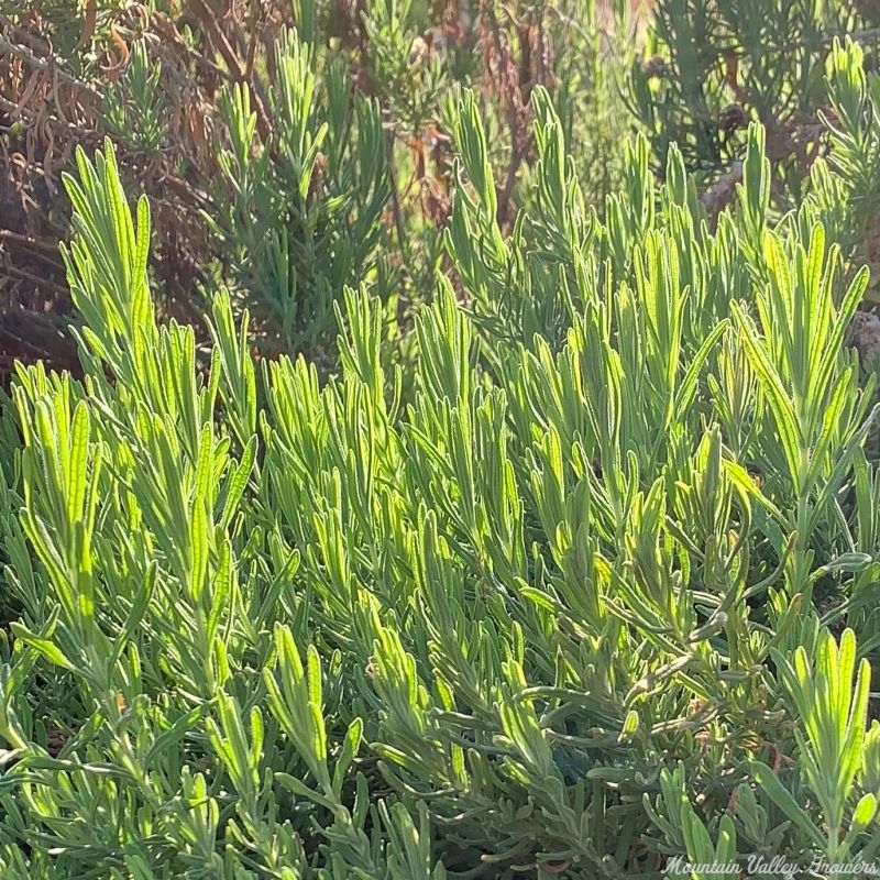 Sun on Yellow Lavender