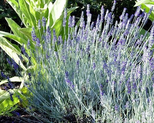 Richard Gray Lavender in its third spring.