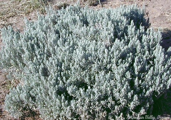 Lavandula Goodwin Creek Plant Lavandula Lavender Heterophylla