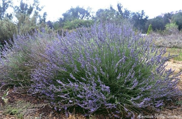 Mature Abrial Lavender in full bloom