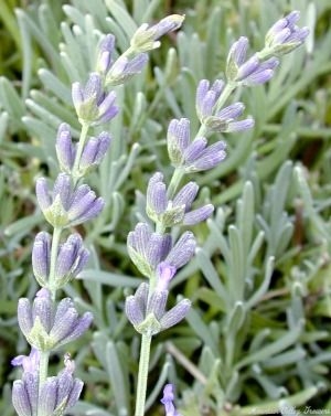 The deep purple flower bracts of Abrialii Lavender