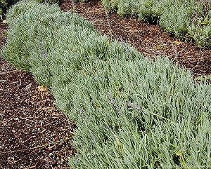 Abrial Lavender in a row
