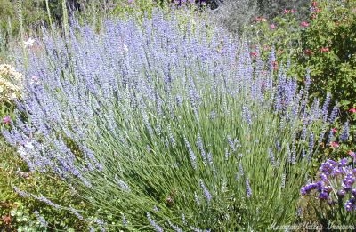 3 year old Dutch Mill Lavender in bloom.