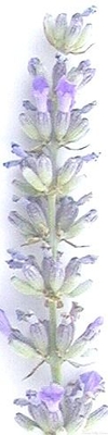 Lavandula x intermedia Dutch Mill Lavender image