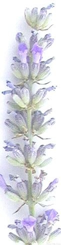 Dutch Mill Lavender Flower