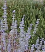 Hidcote Giant Lavender