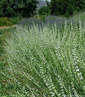 White Lavender Plants blooming in the garden.