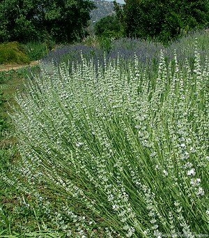 Lavender Flower, Whole (Lavandula x intermedia) – Grassroots Herb