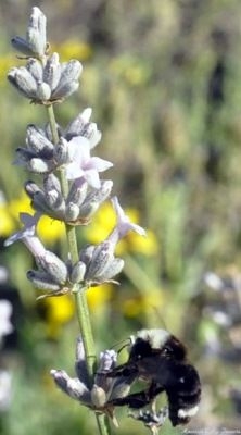 White Lavender attracting a bee