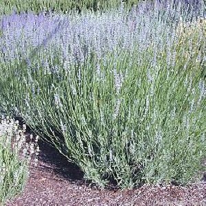 Grappenhall Lavender in Flower