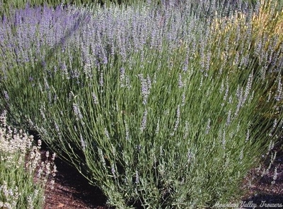 Grappenhall Lavender is included in the Wildlife Herb Garden