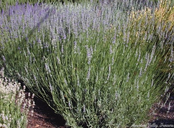 Organic Lavandula x intermedia White Grosso Lavender Plants from Mountain  Valley Growers