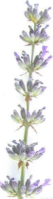 Lavandula x intermedia 'Grappenhall' Grappenhall Lavender image