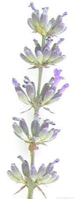 Lavandula x intermedia 'Grappenhall' Grappenhall Lavender image