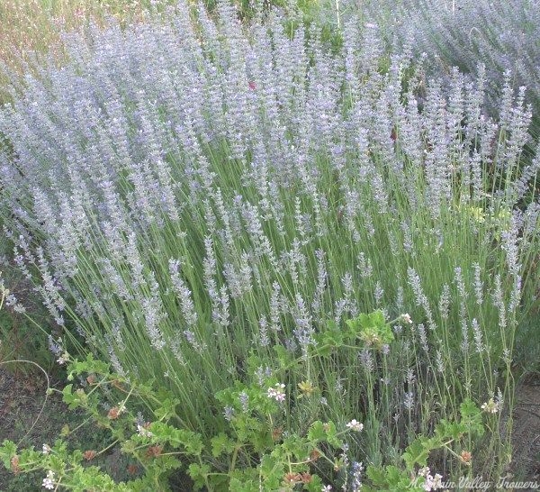 Prolific and gorgeous Grappenhall Lavender
