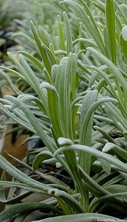 Grappenhall Lavender's long leaves