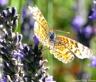 Grosso Lavender and butterfly