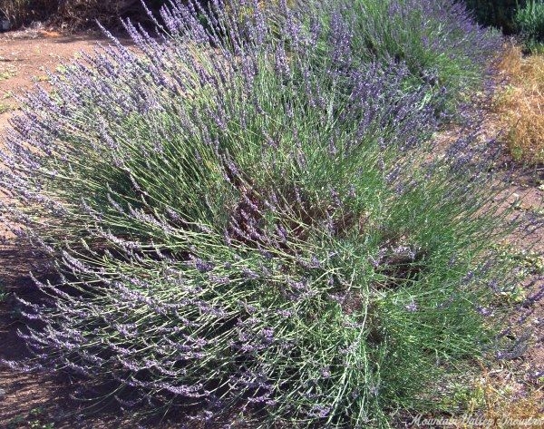 Grosso Lavender in full bloom