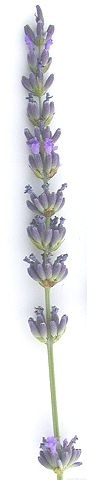 Organic Lavandula x intermedia White Grosso Lavender Plants from Mountain  Valley Growers