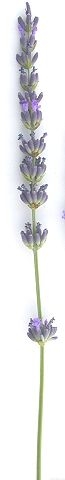 Grosso Lavender Flower 1