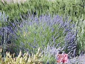 Grosso Lavender in Bloom